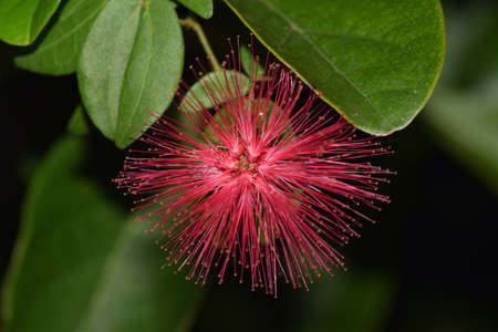 Acalypha hispida in Japanese arboretum.の写真素材