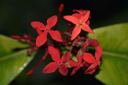 Chinese ixora in osaa's park.の写真素材