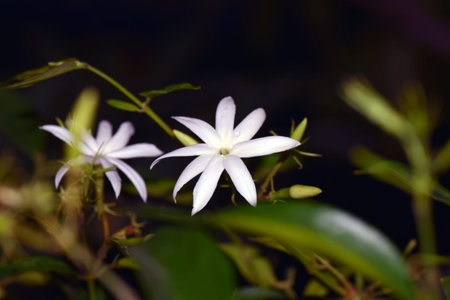 Star jasmine in Japanese arboretum.