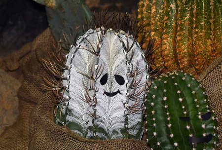 Cactus of the Halloweenの写真素材