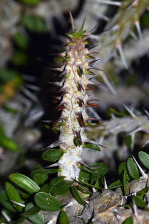 Alluaudia procera in Japanese arboretum.の写真素材