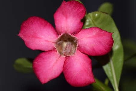 Desert rose in Japanese arboretum.の写真素材