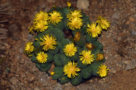 Cactus to take in macrolensの写真素材
