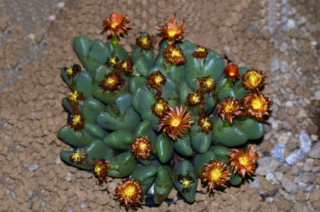 Cactus to take in macrolensの写真素材