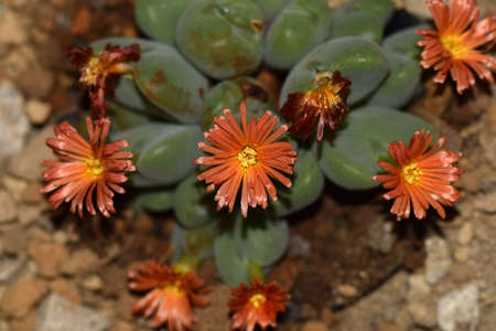 Cactus to take in macrolensの写真素材