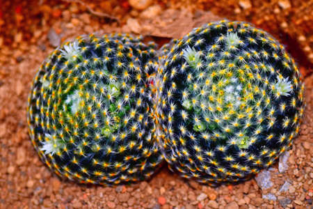 Cactus to take in macrolensの写真素材
