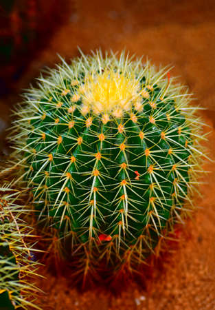 Cactus to take in macrolensの写真素材