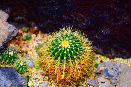Cactus to take in macrolensの写真素材