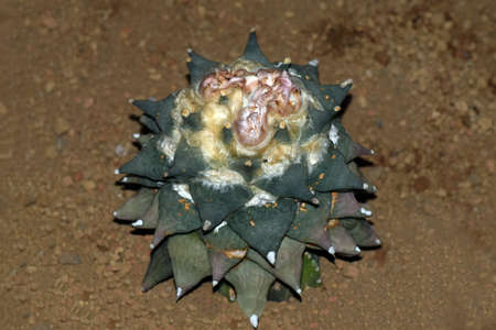 Cactus to take in macrolensの写真素材