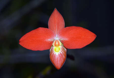Phragmipedium in Osaka Japan.の写真素材