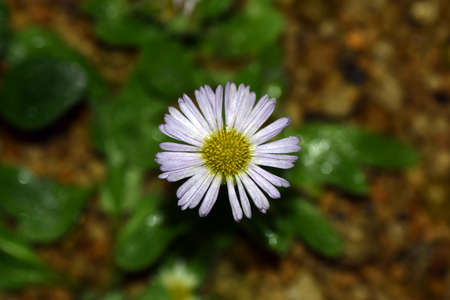 The flower which blooms on the Japanese mountainの写真素材