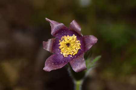 Purusatira Bulgari in Japanese arboretum.の写真素材