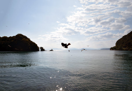 The black kite in kyoto's sea.の写真素材