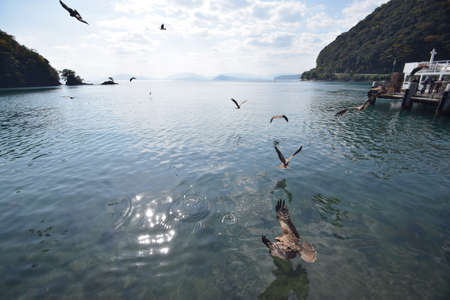The black kite in kyoto's sea.の写真素材