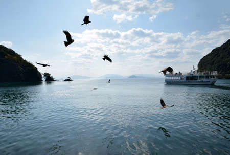 The black kite in kyoto's sea.の写真素材