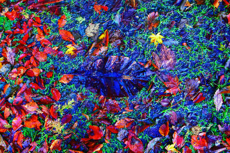 Background of the autumn leafの写真素材