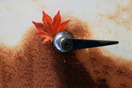 Background of the autumn leafの写真素材