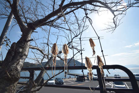 dry up to squid and  the Sea of Japanの写真素材