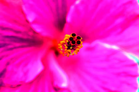 Hibiscus macroの写真素材