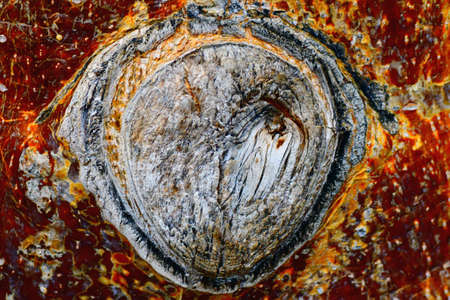 The background of the wood took in macro.の写真素材