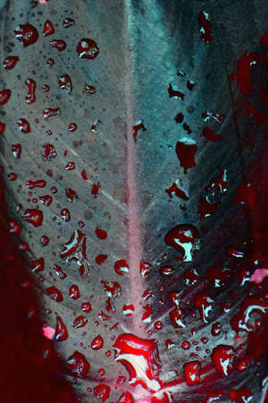 The background of the leaf which I took in macro in Japan.の写真素材