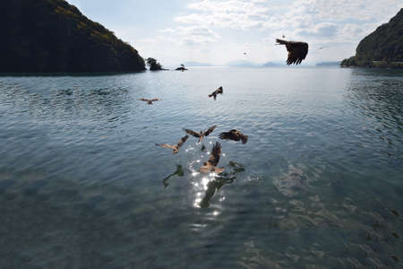 The black kite in kyoto's sea.の写真素材