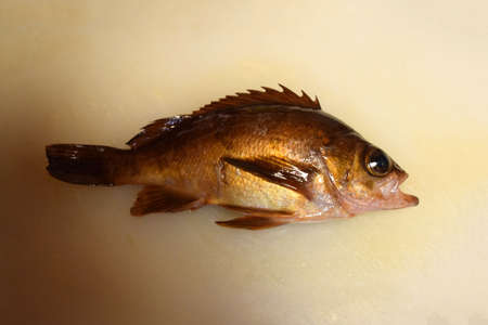 darkbanded rockfish in Japanの写真素材