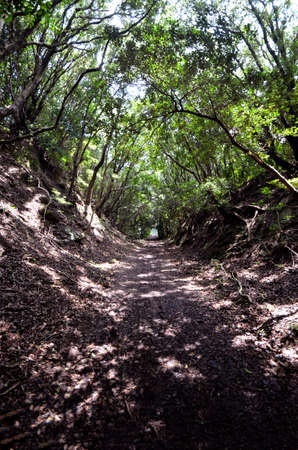 The exit of the Japanese mountain Road.の写真素材