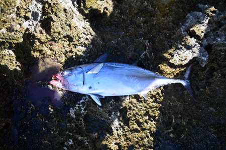Rare bonito of Okinawa Japan.の写真素材
