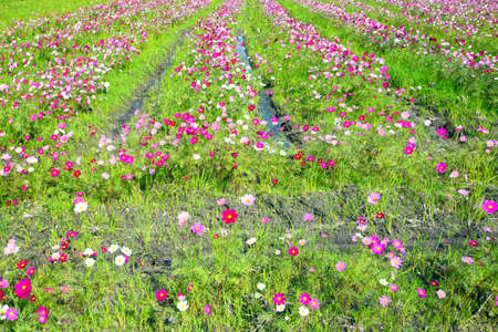 Cosmos field of Kyotoの写真素材