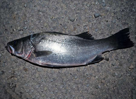 Japanese Rare Lateolabrax latus.の写真素材