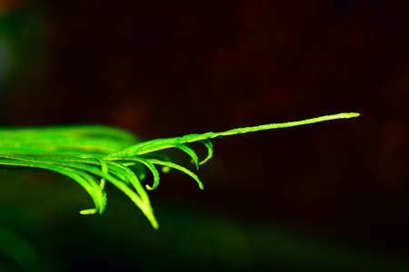 Blechnum gibbumの写真素材