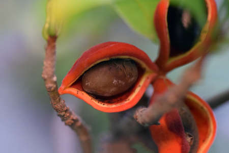 Before the flowering of Jabuticaba in Japan.の写真素材