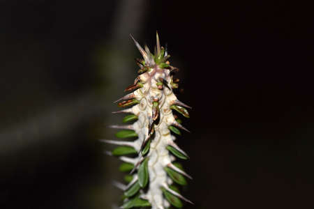 watching at the macro with Alluaudia.の写真素材