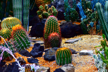 Cactus garden in Japan.の写真素材