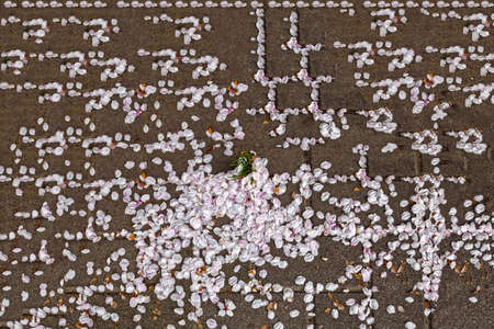 Prunus yedoensis's Wall in Osaka's Slum area.の写真素材