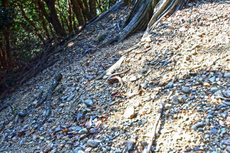 Fight of Plestiodon japonicus in Japan.の写真素材