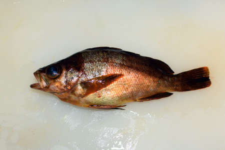 darkbanded rockfish in Japanの写真素材