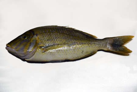 species of emperor fishの写真素材