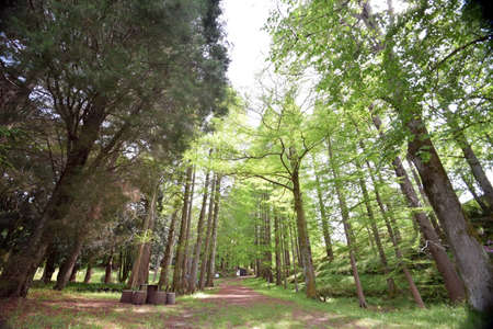 Japanese mountain path in Osaka.の写真素材