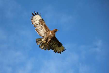 A male of common buzzart flying (Buteo buteo)の写真素材