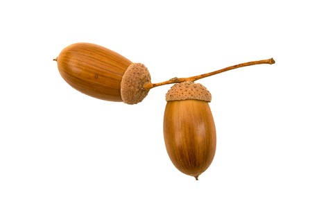 Acorns isolated on whiteの写真素材