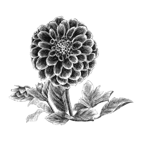 Peony hand drawn vector ink sketchのイラスト素材