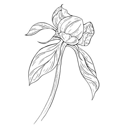 Peony bud ink sketch on white background. Vector illustration for your designのイラスト素材