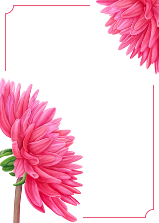 Watercolor pink Dahlia. Botanical art. Template for a business card, banner, poster, notebook, cosmetics, perfume, greeting card or wedding invitationのイラスト素材