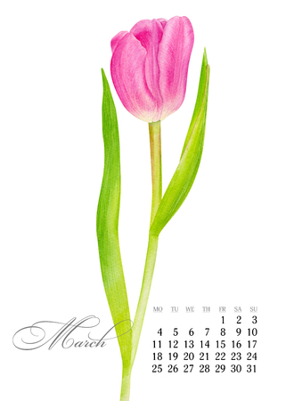 Elegant printable calendar 2019. March. Watercolor pink Tulip. Botanical art. Template for a banner, notebook, cosmetics, perfume or invitationの写真素材