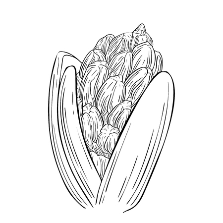 Hyacinth ink sketch. Plant in blossom. Vector illustration for your designのイラスト素材