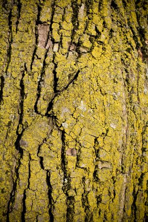 Moss on tree backgroundの写真素材