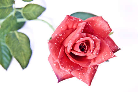 Eine Rose bedeutet manchmal mehr als viele worte. Und bricht in manchen menschen ein gefühlschoas aus. A rose sometimes signifies more than many worte. And if a Gefühlschoas breaks out in some person.の写真素材