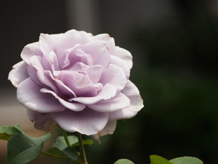 purple Roseの写真素材